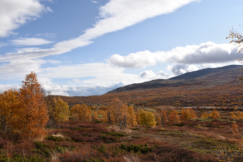 a field with trees and a mountain in the background