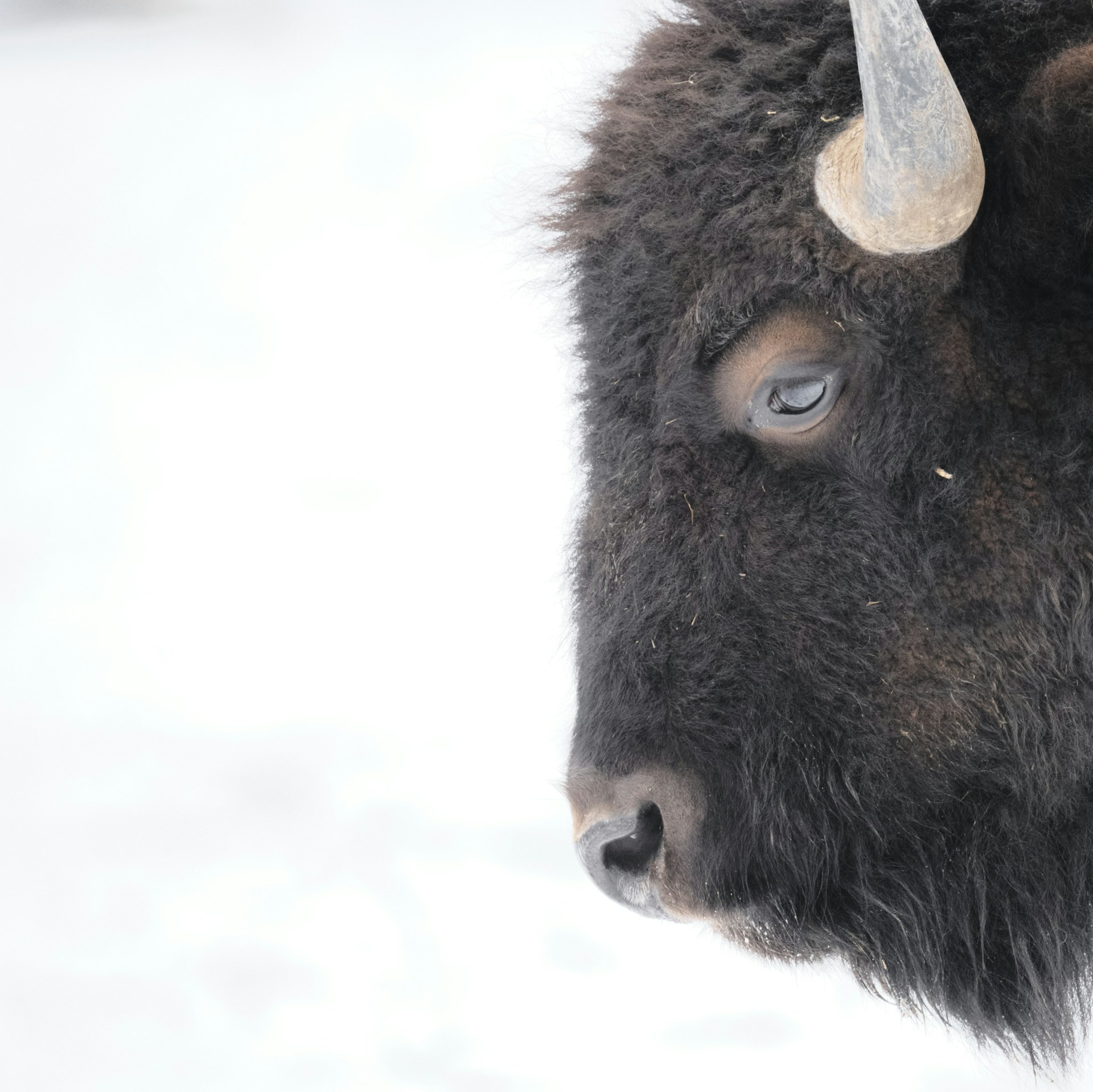 a close up of a bison's face in the snow