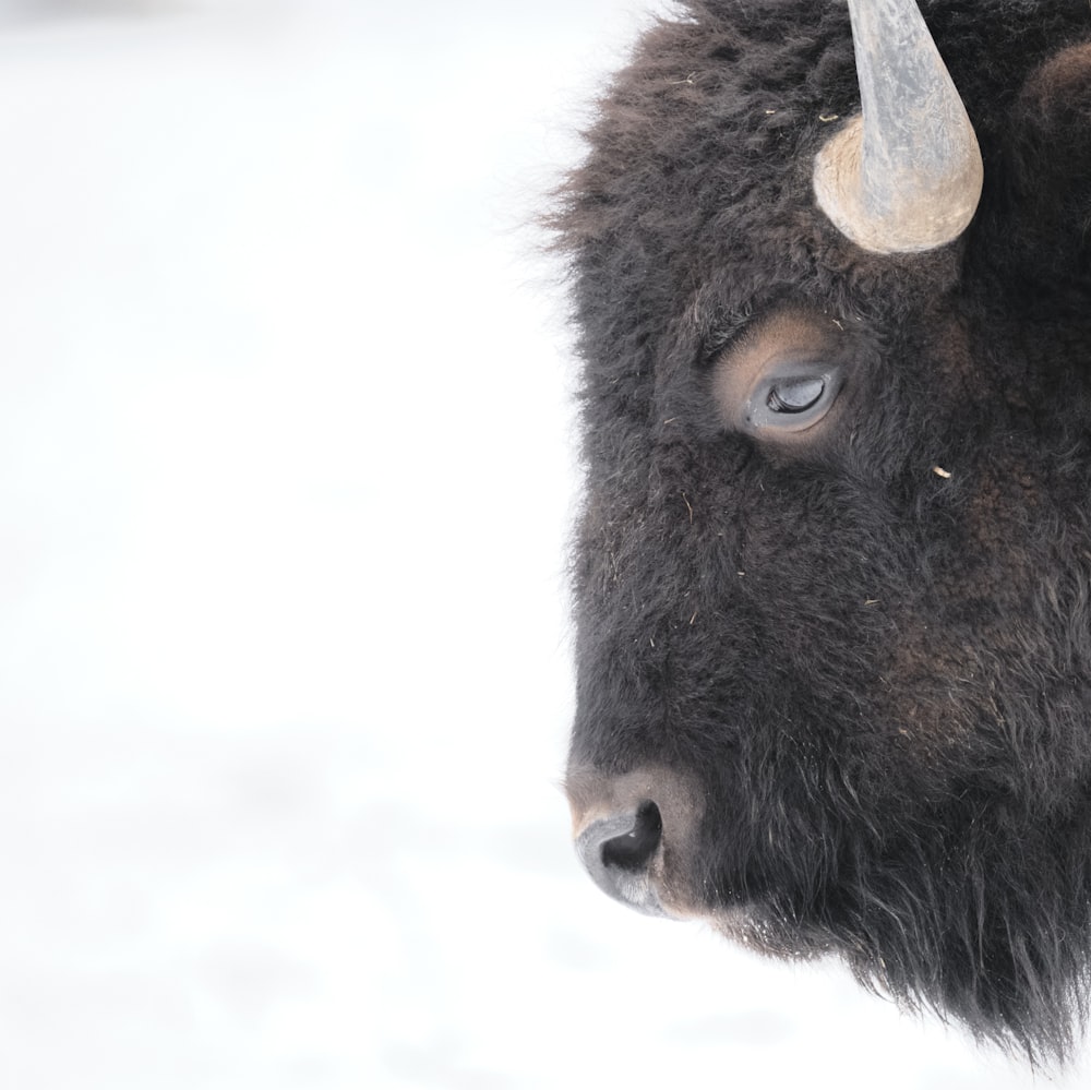 a close up of a bison's face in the snow