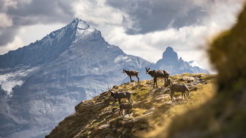 A group of grazing animals, likely ibexes, stand on a rocky, grassy hillside. Behind them, majestic snow-capped mountains rise, partially covered by clouds, creating a dramatic skyline. The lighting highlights both the animals and the rugged textures of the landscape.