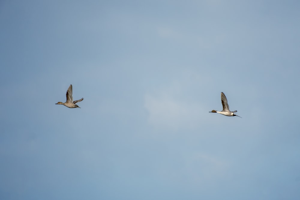 Un par de pájaros volando a través de un cielo azul