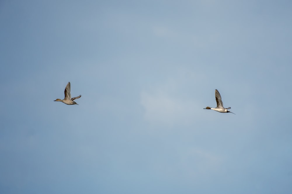 a couple of birds flying through a blue sky