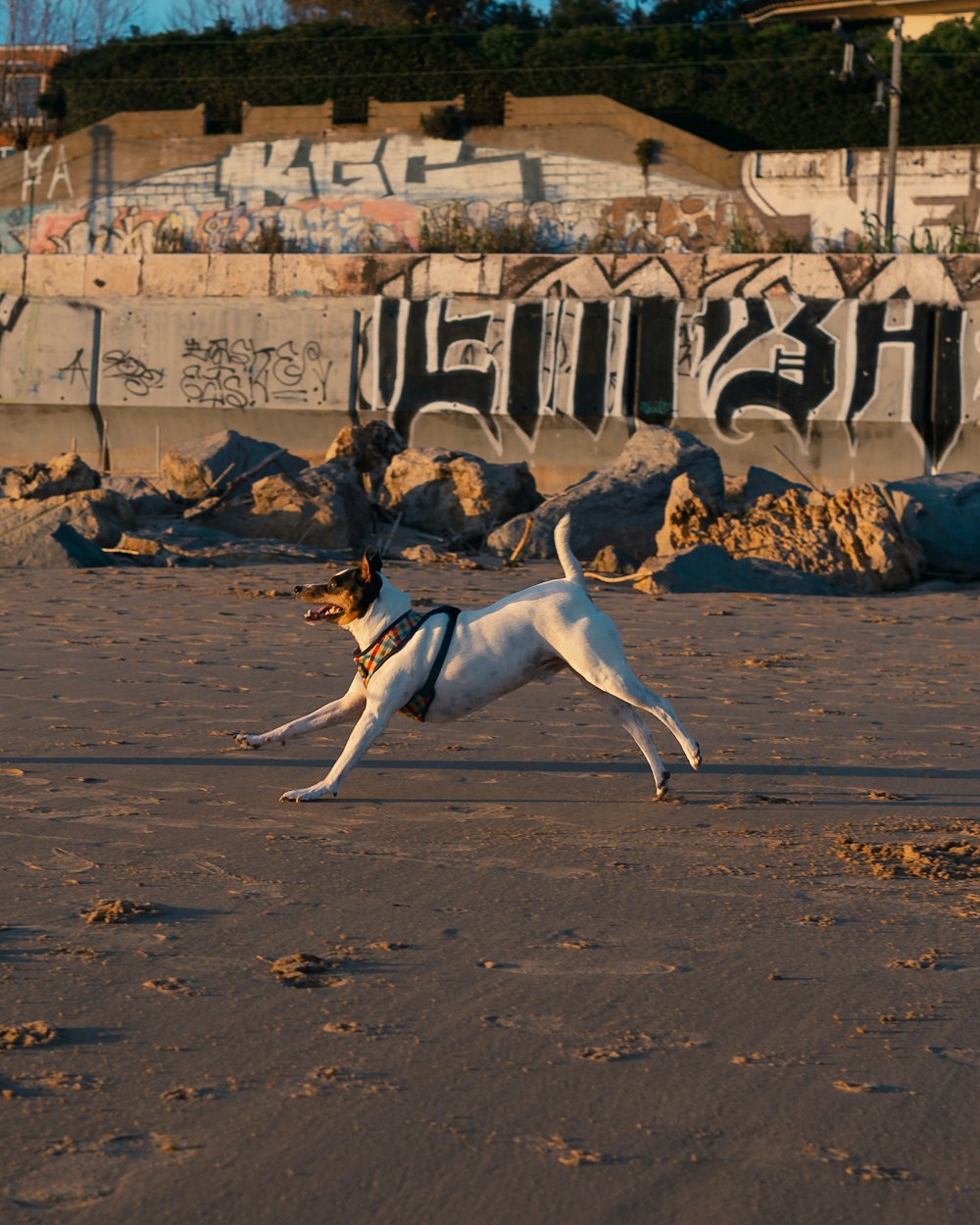 a dog running on the beach with a frisbee in its mouth