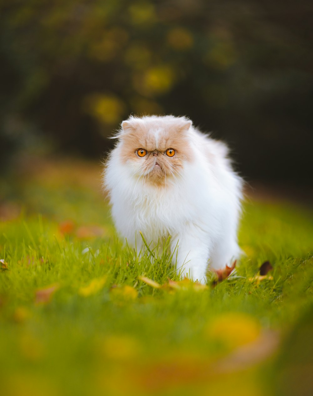 a white and brown cat walking across a lush green field