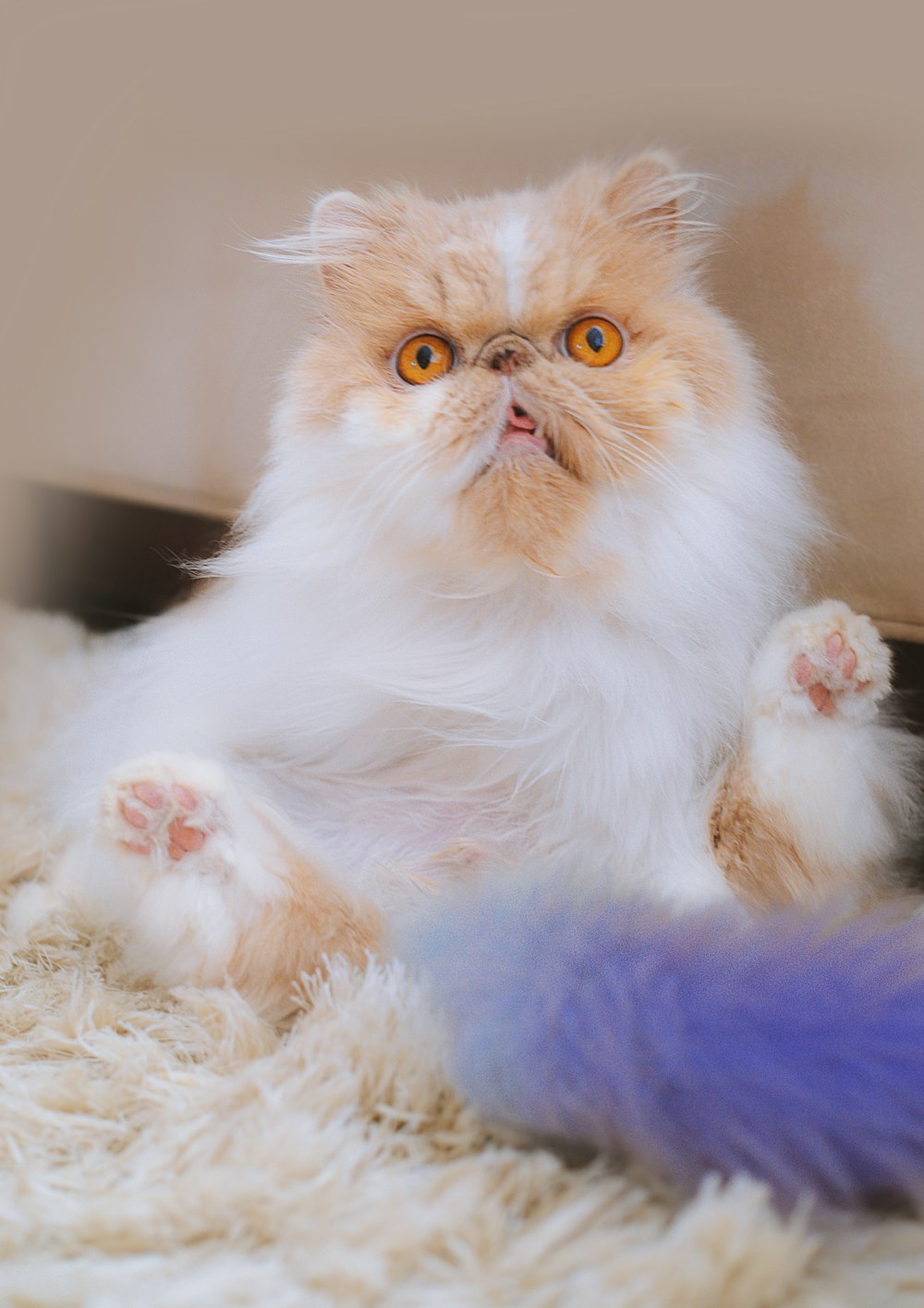 a cat sitting on top of a white rug