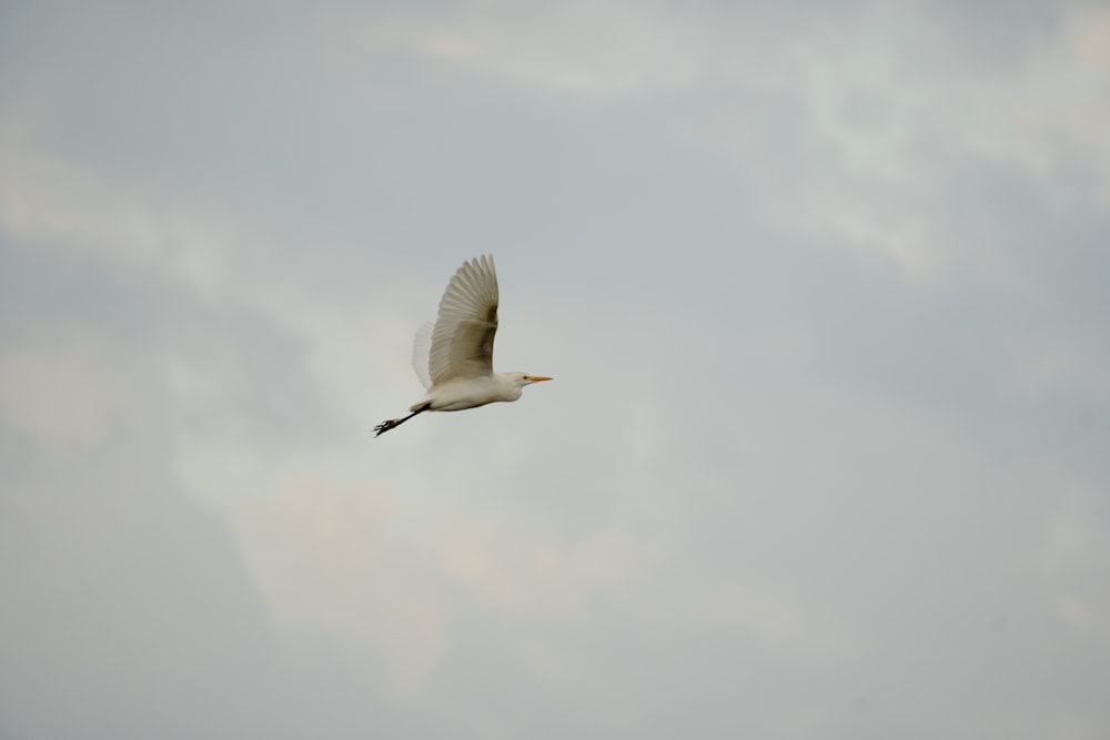 Un gran pájaro blanco volando a través de un cielo nublado