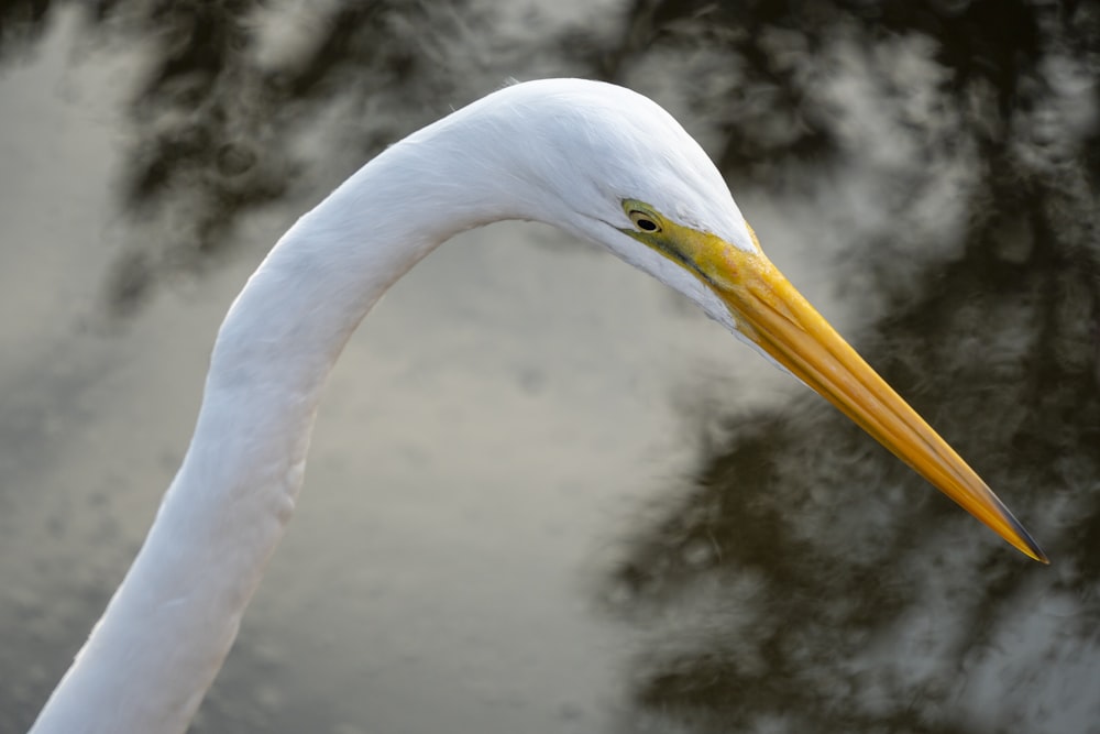 a close up of a white bird with a long neck