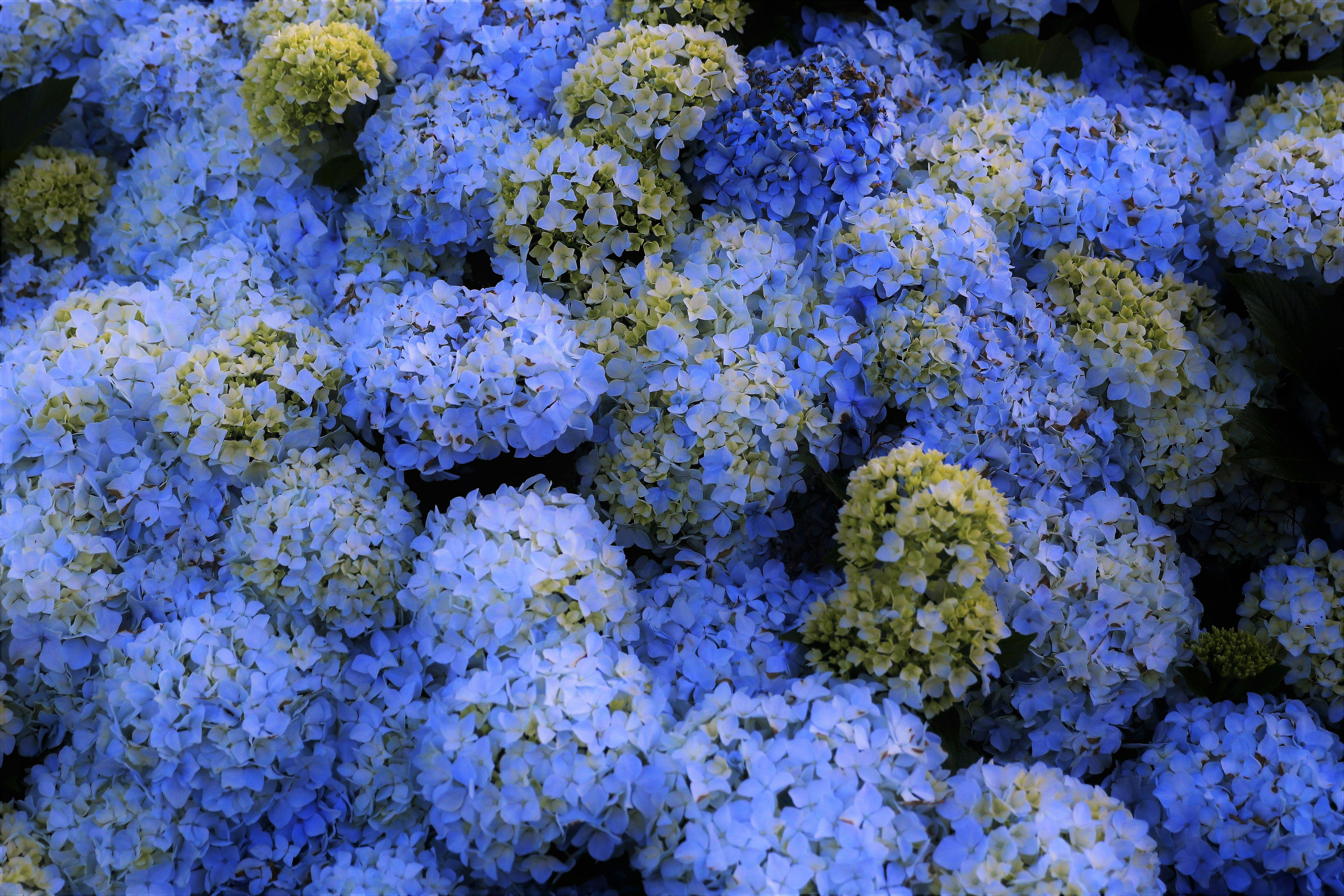 Understanding Hybrid Search: Integrating BM25 and Dense Vector Approaches