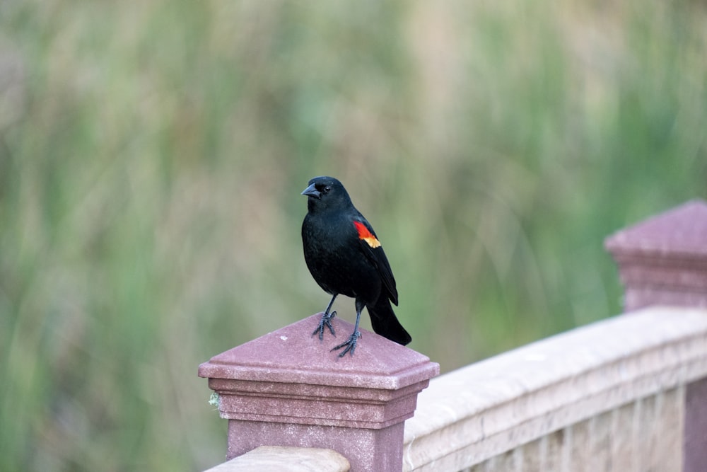 a black bird sitting on top of a pink fence