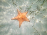 Bright orange starfish resting on white sandy seabed under clear water.
