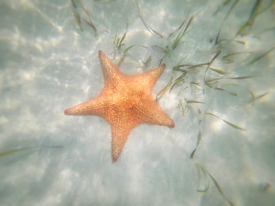 Bright orange starfish resting on white sandy seabed under clear water.