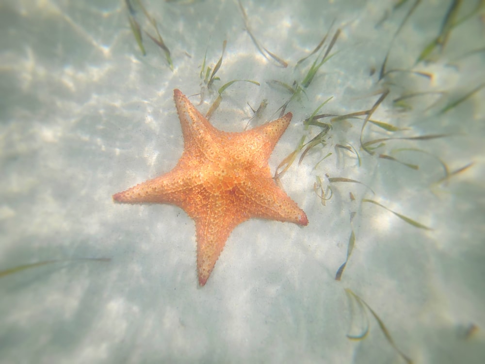 a starfish is swimming in the water