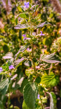 Close-up of vibrant purple fruits growing on a healthy green plant under soft natural light.