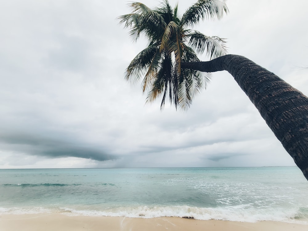 a palm tree on a beach with the ocean in the background