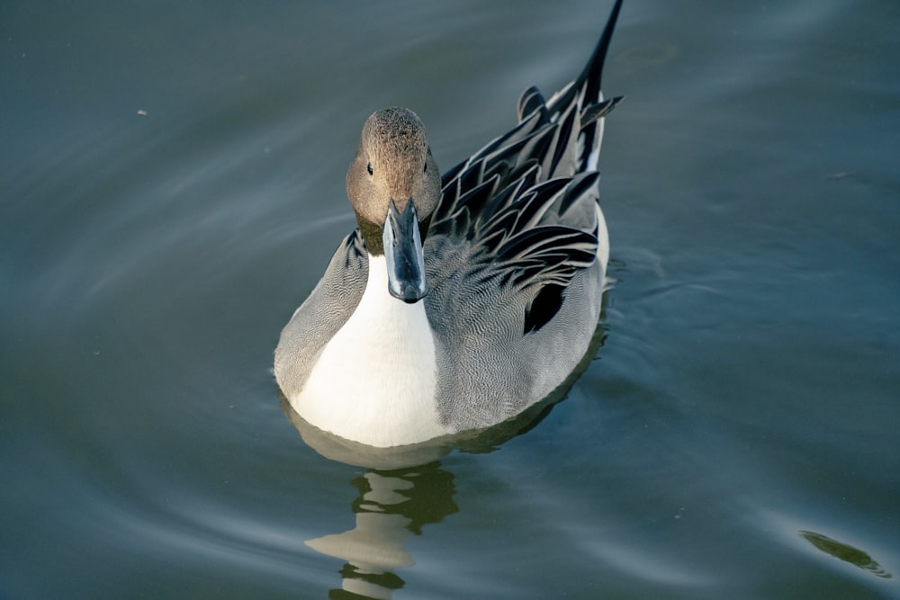 a duck floating on top of a body of water