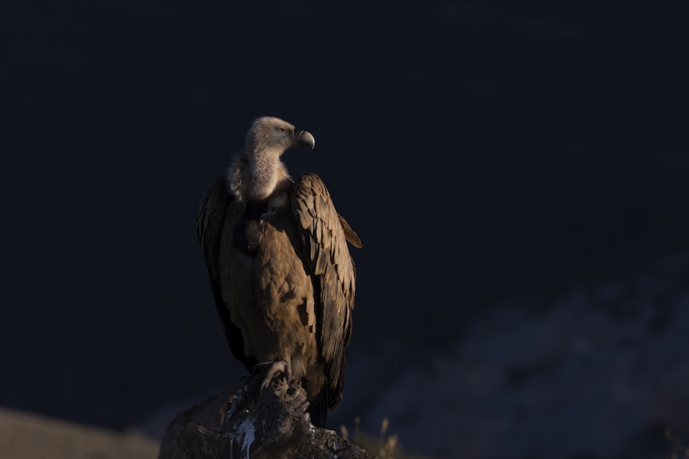 un grande uccello seduto sulla cima di una roccia