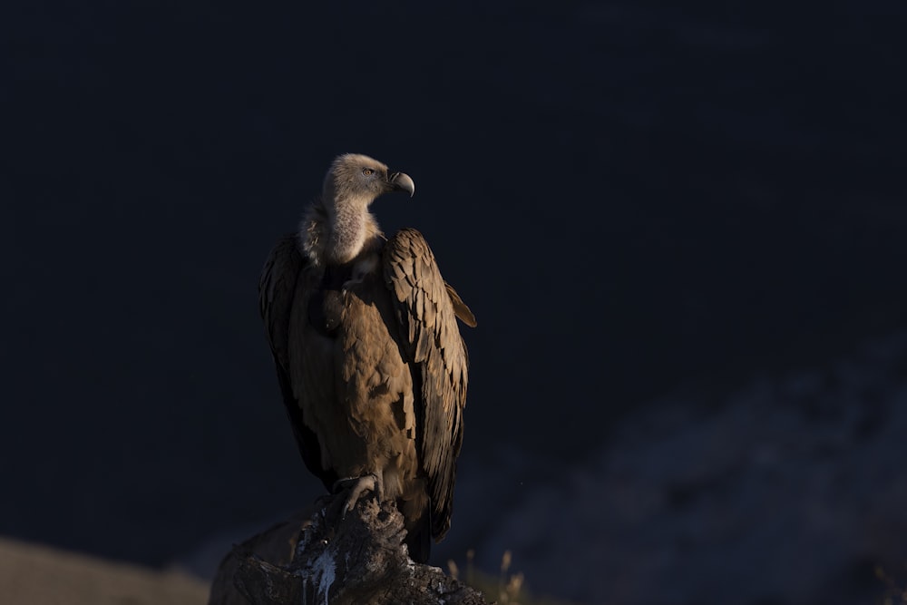 a large bird sitting on top of a rock