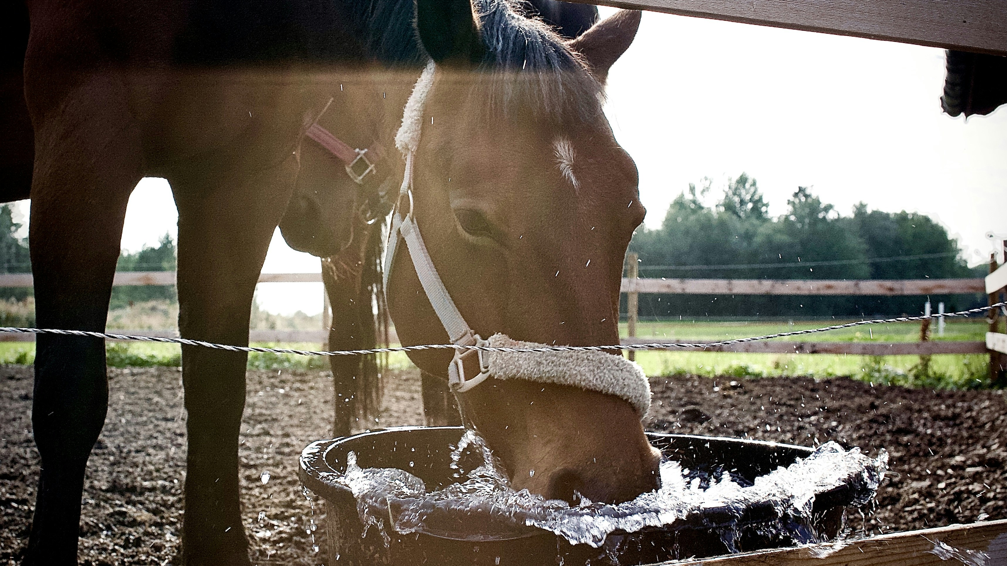 Automatic livestock waterer with clean, fresh water supply