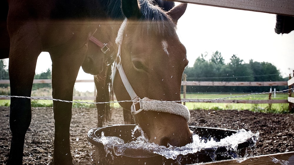 バケツから水を飲む馬