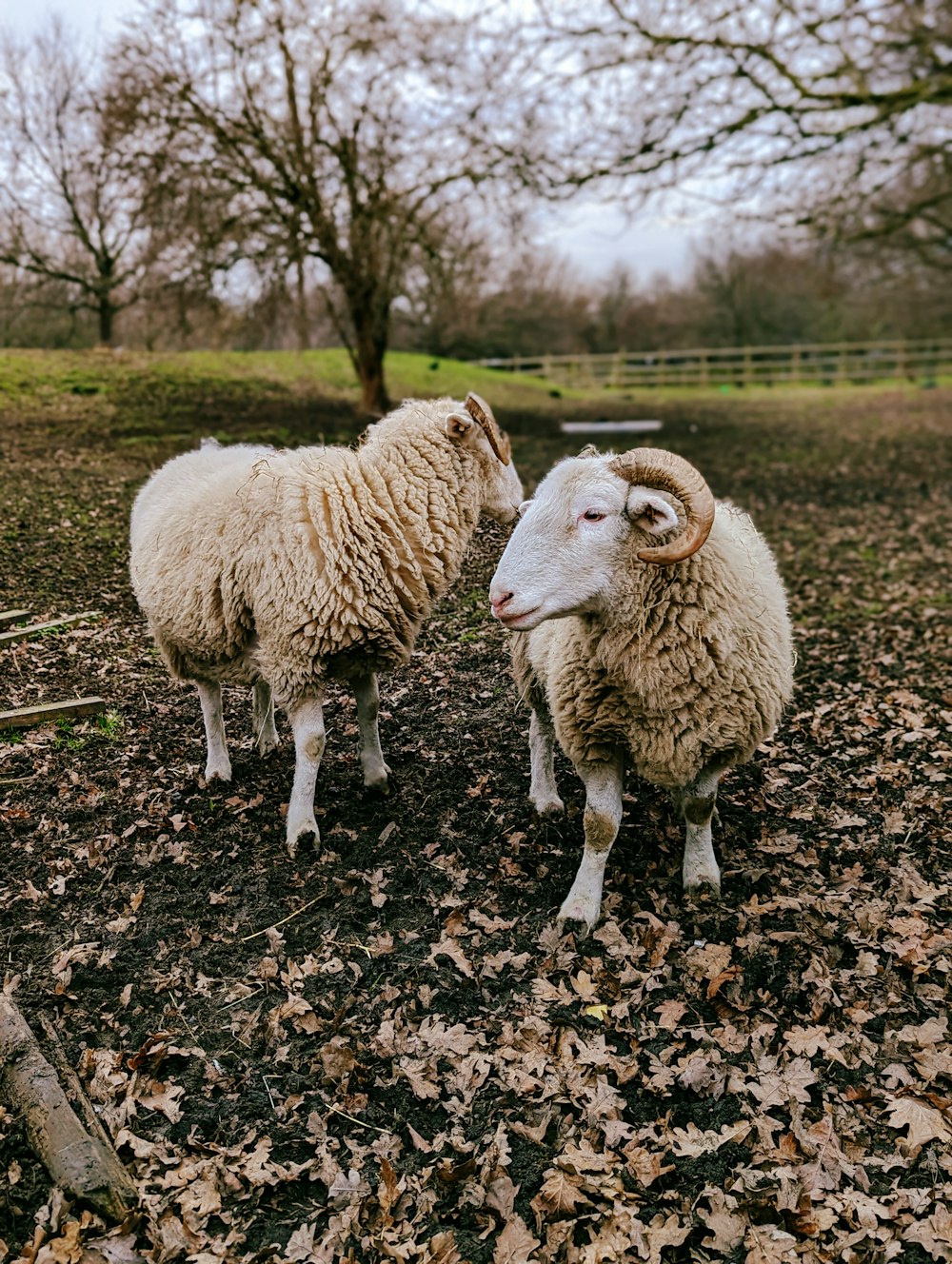 two sheep standing next to each other in a field