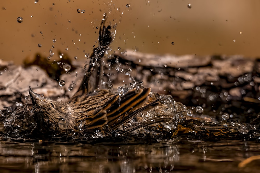 a bird splashing water on its back in a pond