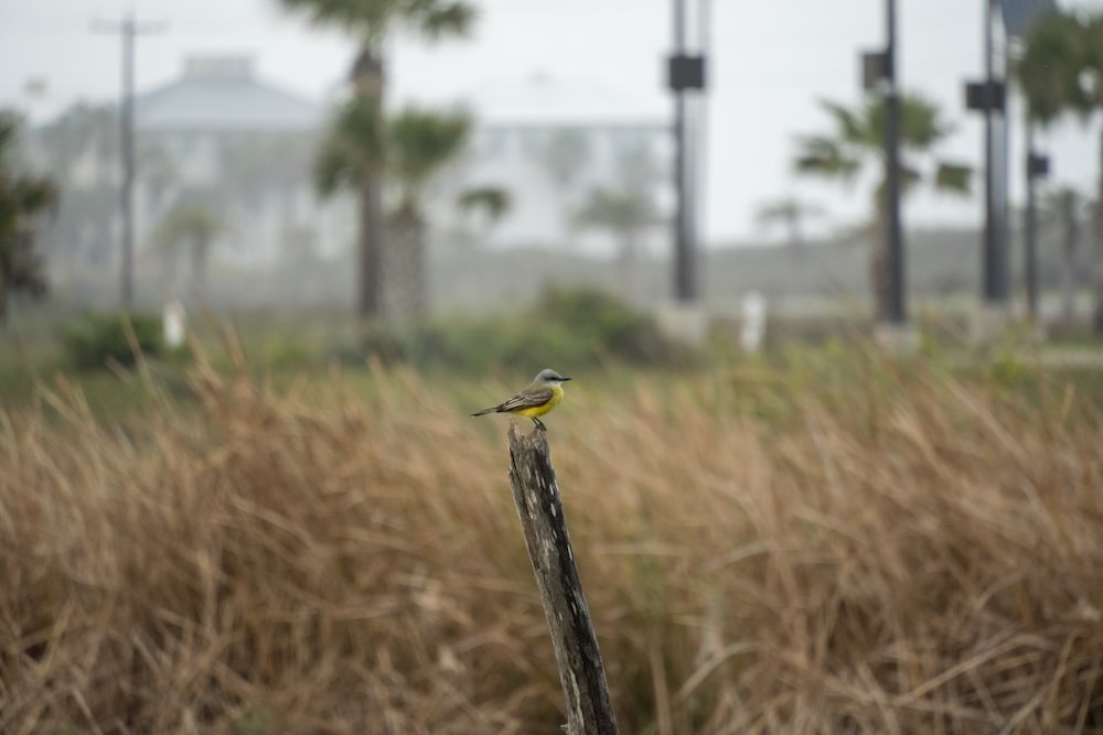 a small bird perched on top of a wooden post