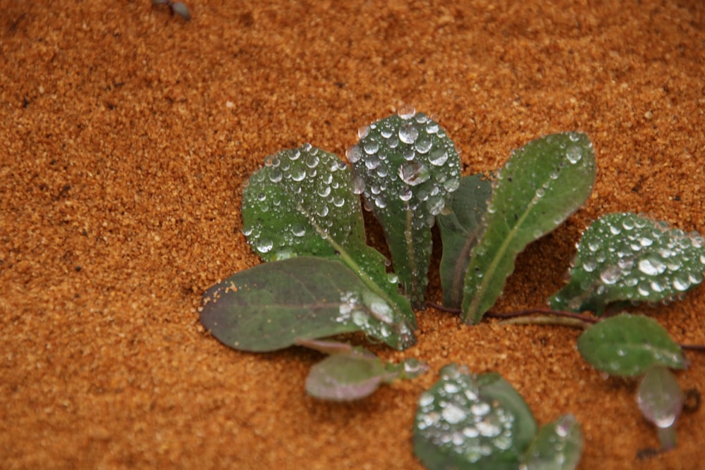 a group of leaves with water droplets on them