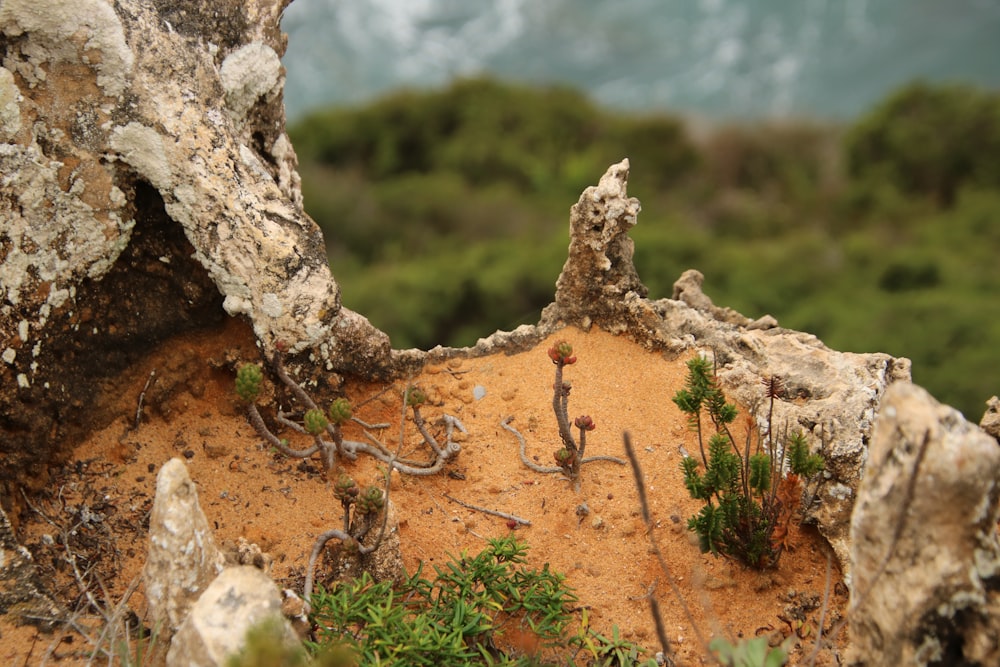 a plant growing out of a crack in a rock