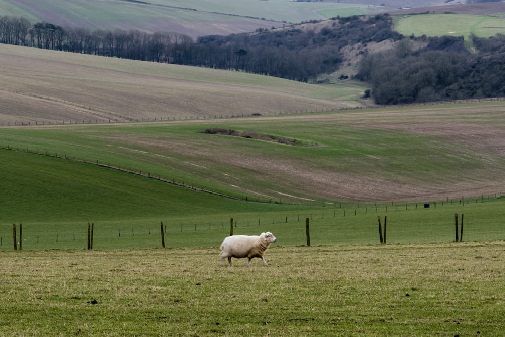 a sheep standing in a grassy field with hills in the background
