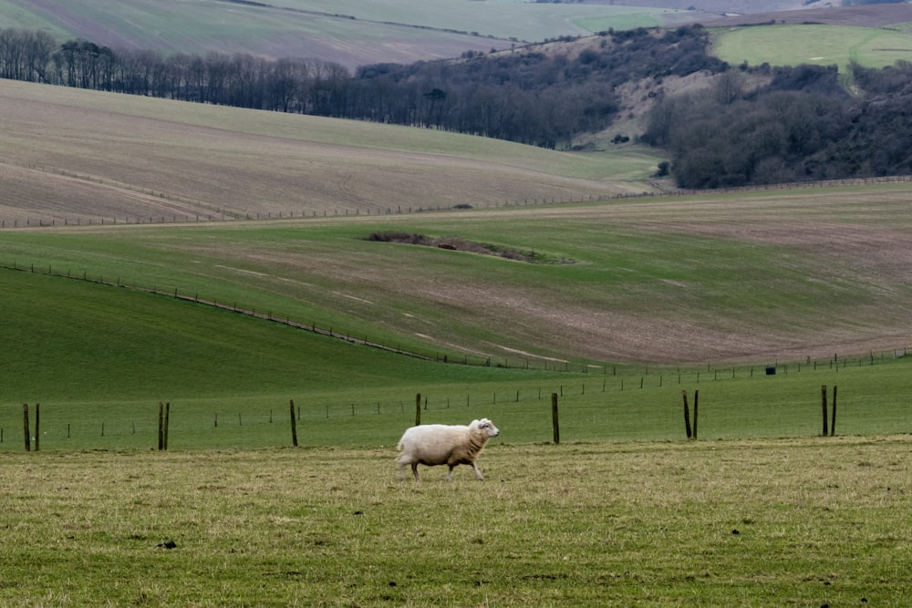 Un mouton debout dans un champ herbeux avec des collines en arrière-plan