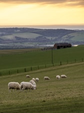 Grazing sheep on a lush, green hillside with a rustic barn in the distance. Rolling hills extend into the horizon beneath a sky with a golden sunset glow, creating a peaceful rural scene.