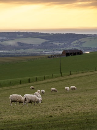Grazing sheep on a lush, green hillside with a rustic barn in the distance. Rolling hills extend into the horizon beneath a sky with a golden sunset glow, creating a peaceful rural scene.