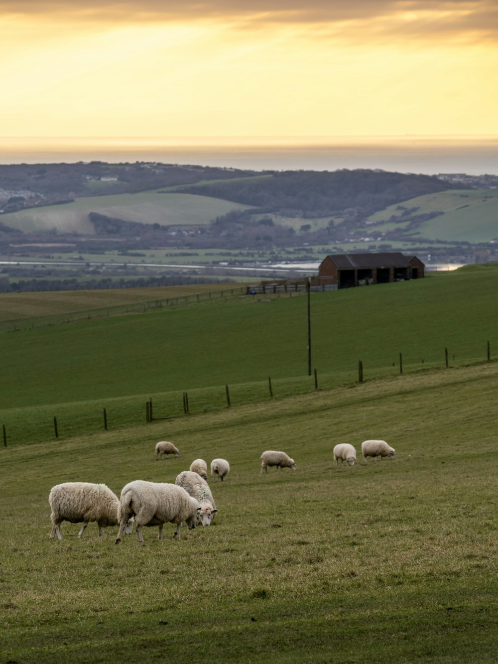 a herd of sheep grazing on a lush green field