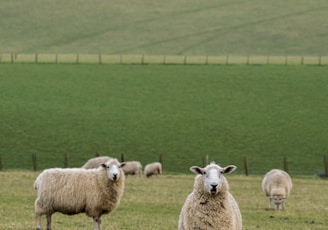 a herd of sheep standing on top of a lush green field