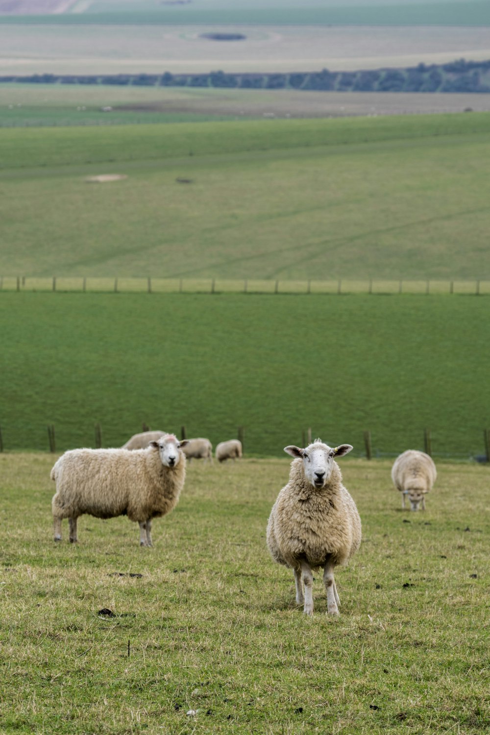 a herd of sheep standing on top of a lush green field