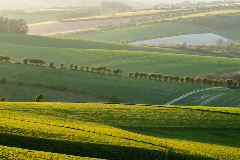 a lush green field with trees in the distance