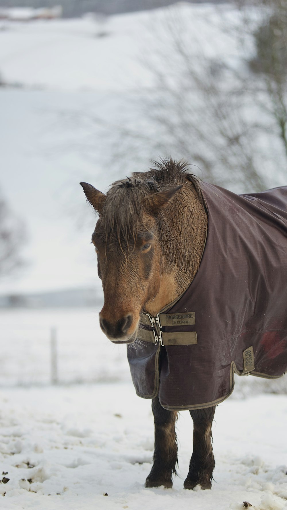 a small horse wearing a blanket in the snow