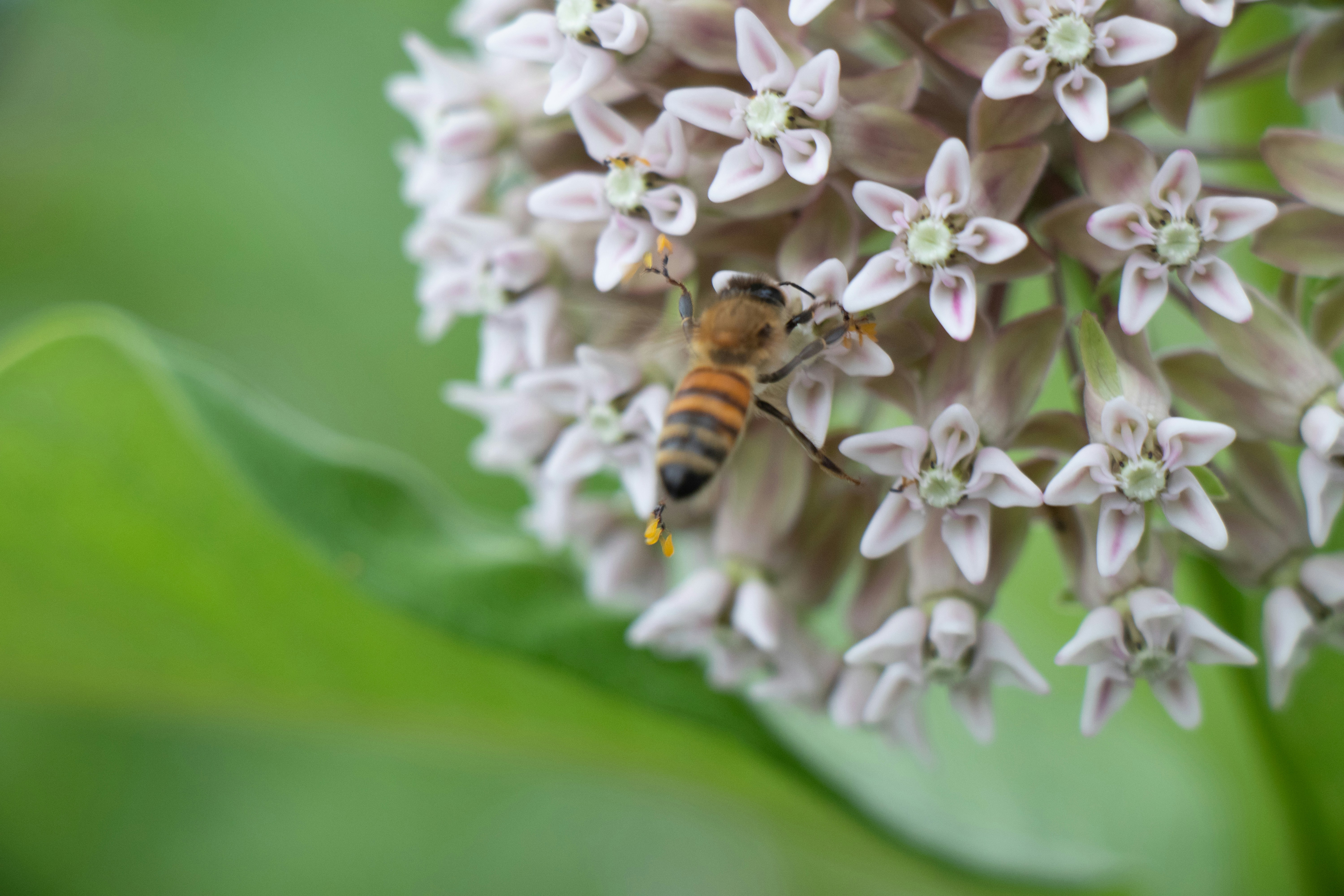 Photo by jacqueline_flock