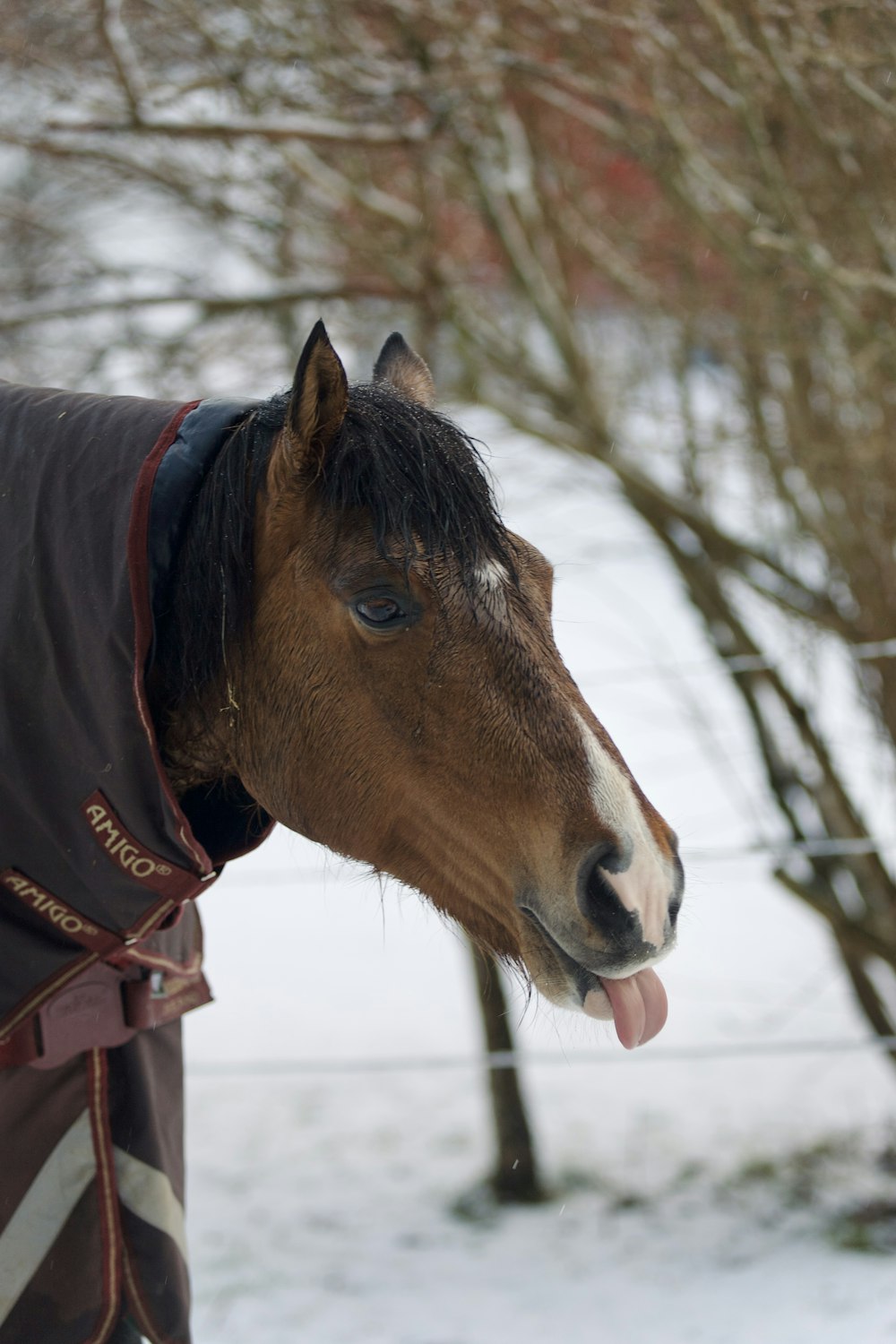a horse sticking its tongue out in the snow