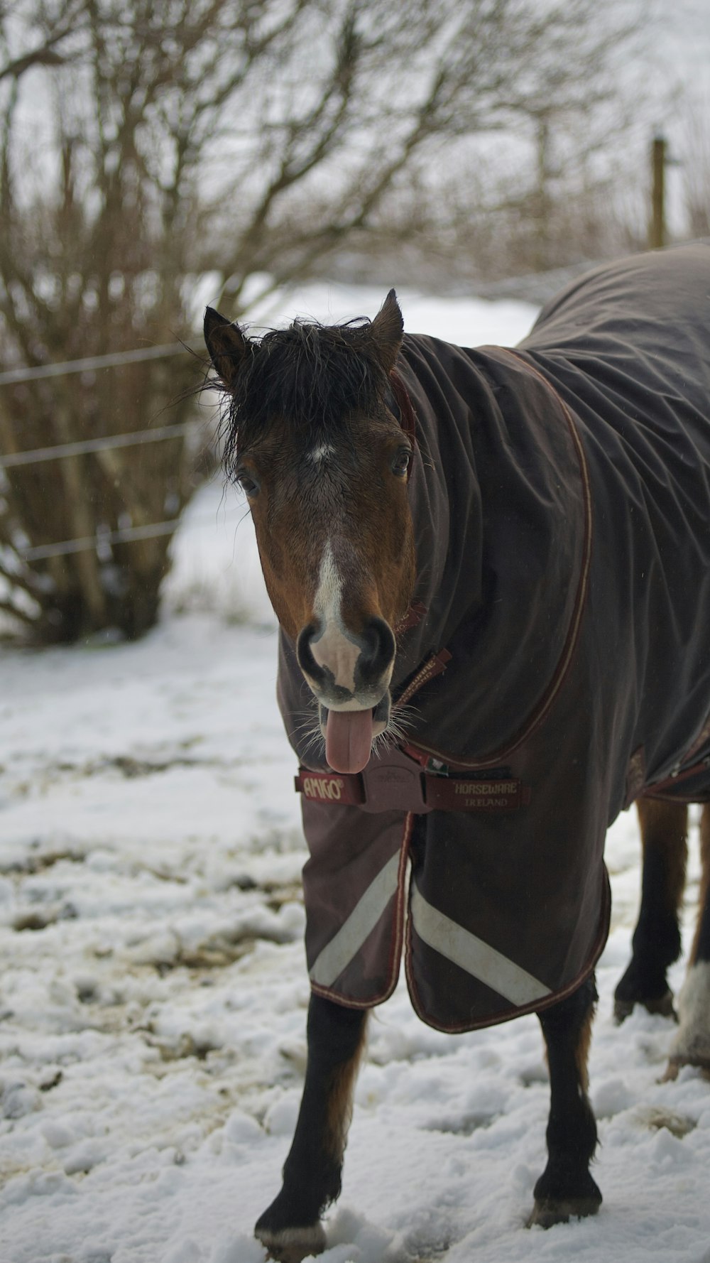 a horse wearing a blanket in the snow