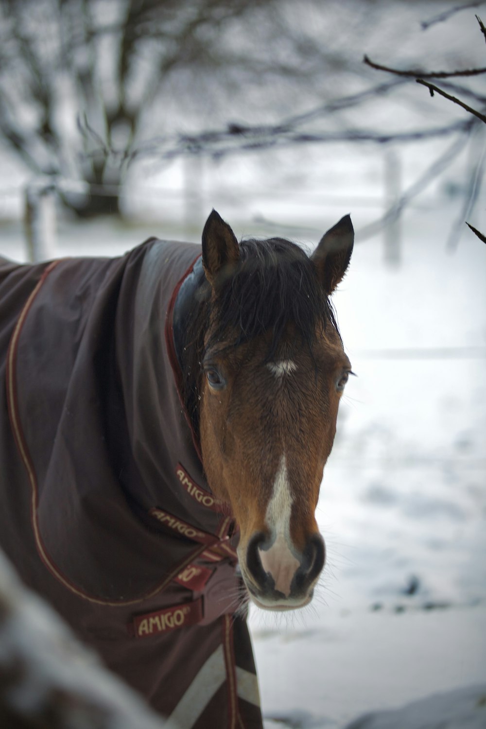 a horse wearing a blanket in the snow