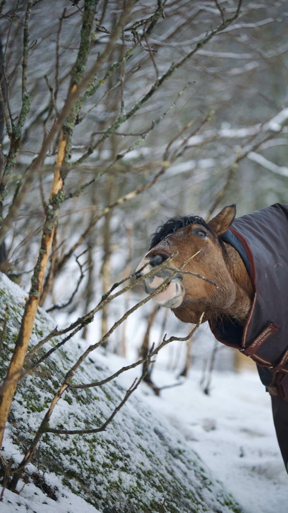 a brown horse wearing a brown jacket in the snow