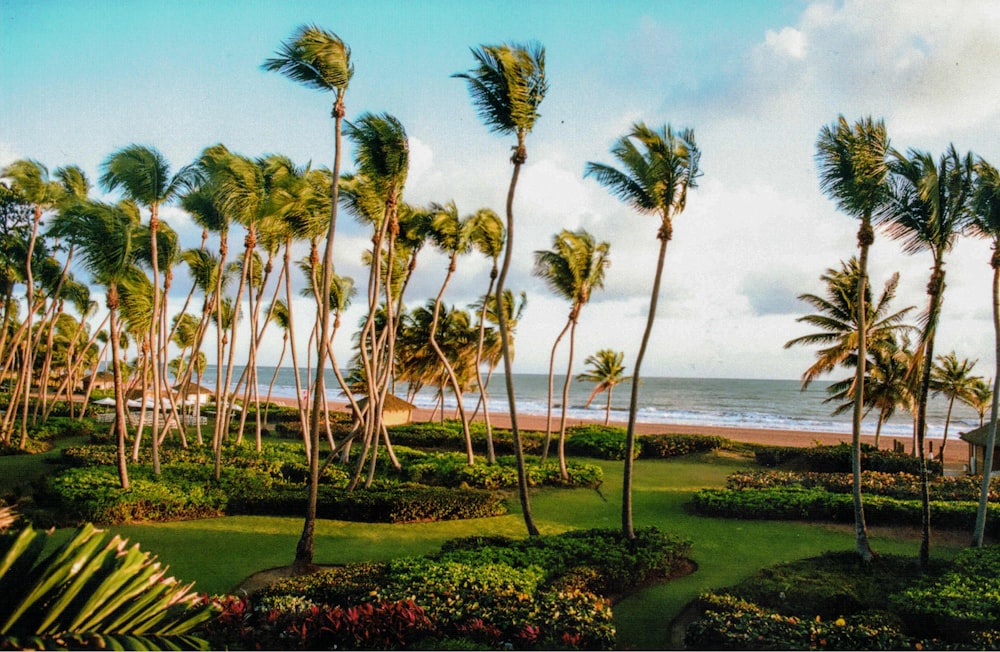 palm trees blowing in the wind on a beach