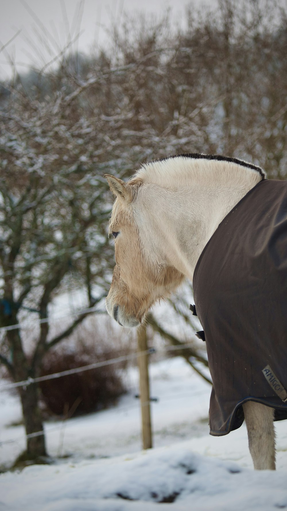 a horse wearing a blanket standing in the snow