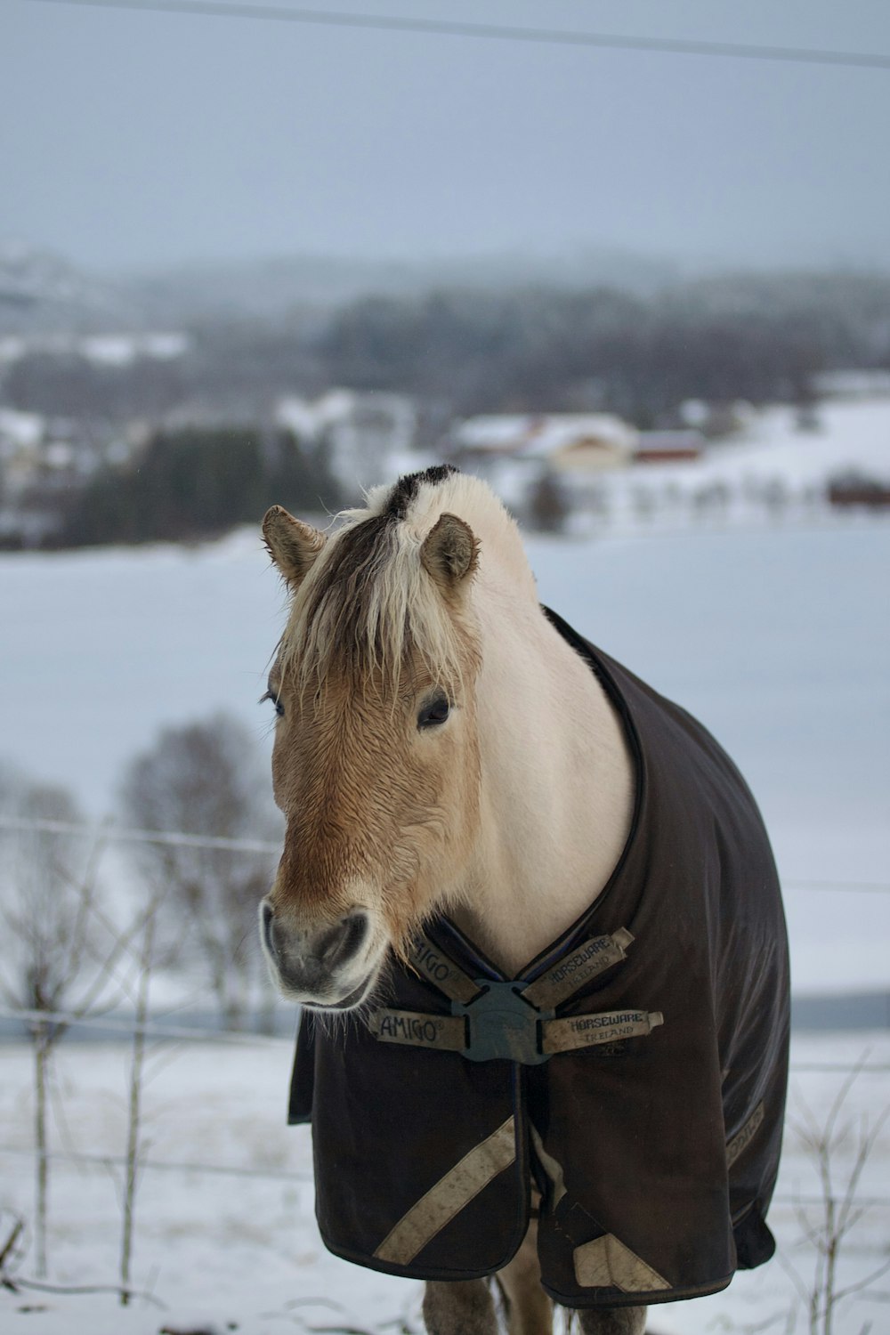 a horse wearing a blanket in the snow