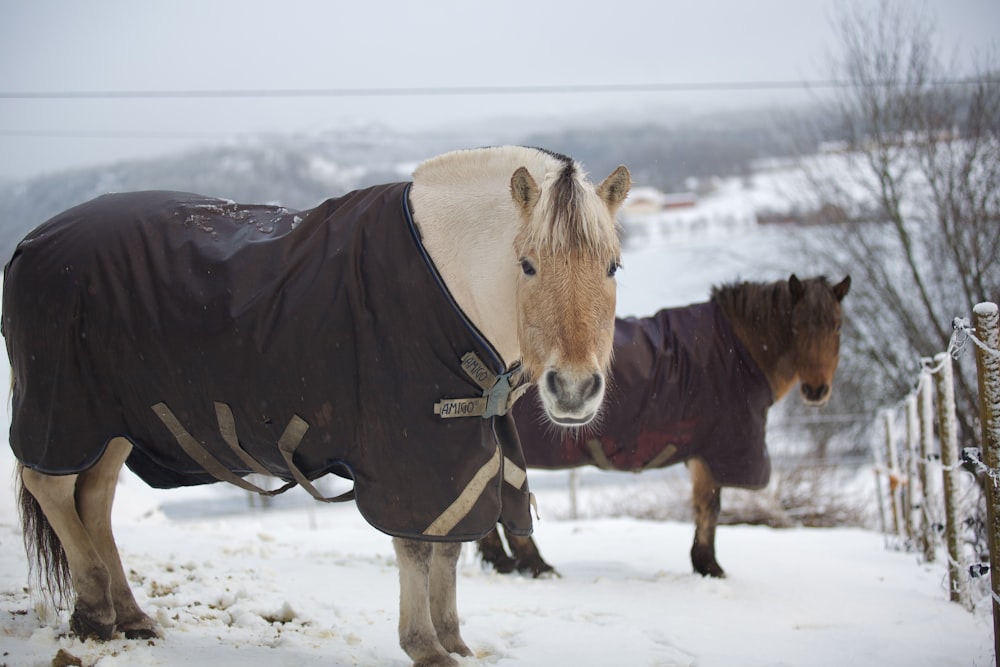 a couple of horses that are standing in the snow