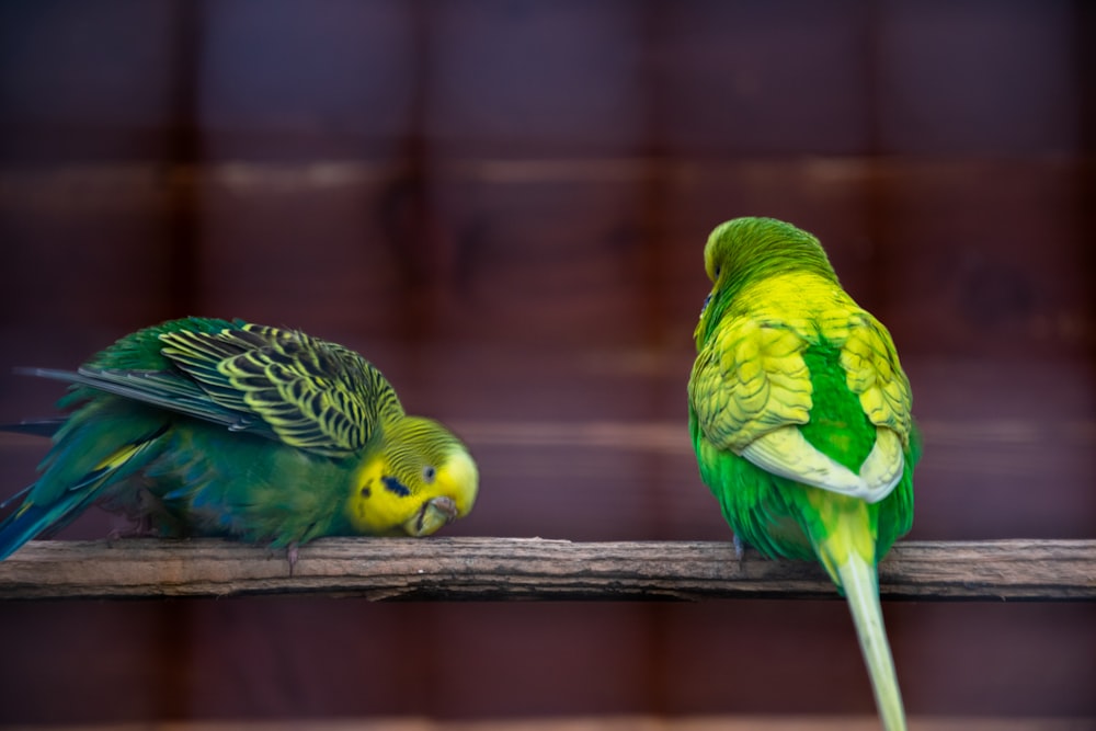 two green and yellow parakeets sitting on a branch