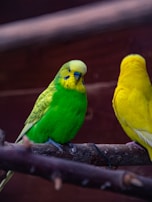 Bright blue and yellow parakeets perched side by side on a natural wooden branch.