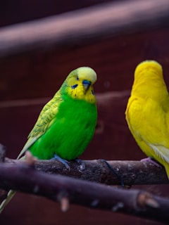 Bright blue and yellow parakeets perched side by side on a natural wooden branch.