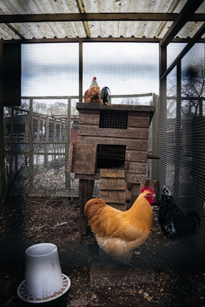 A chicken coop within an enclosed wire mesh structure contains a rooster standing on the ground and another chicken perched on top of a wooden coop. The ground is covered with dirt, and there is a plastic container nearby. The roof is made of corrugated sheets and the background shows other enclosures.